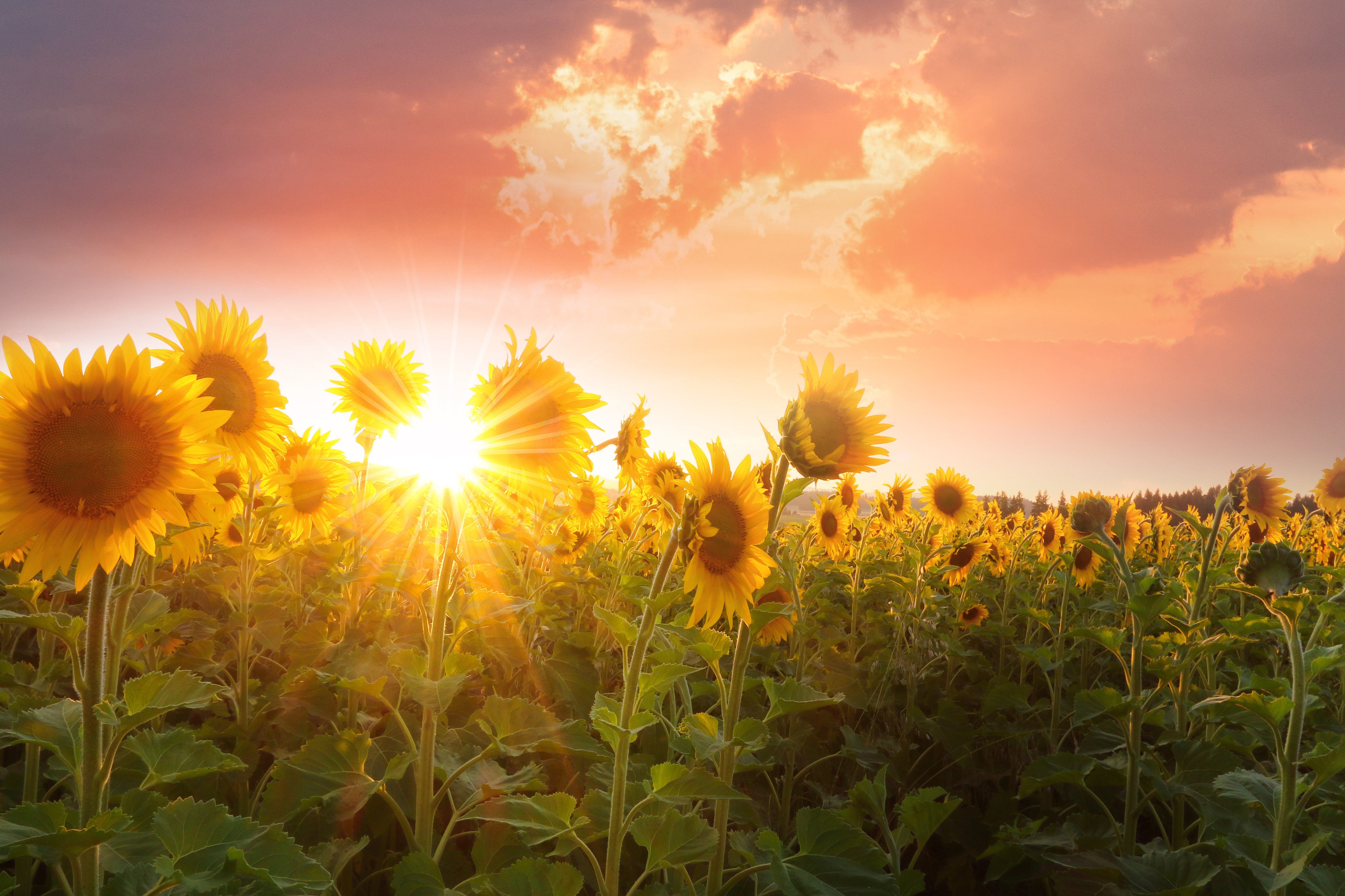 "Sunflower-bordered roads always seem to me the roads to freedom"